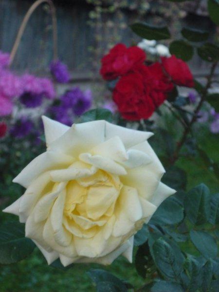 jesienne róże, zdjęcie 7