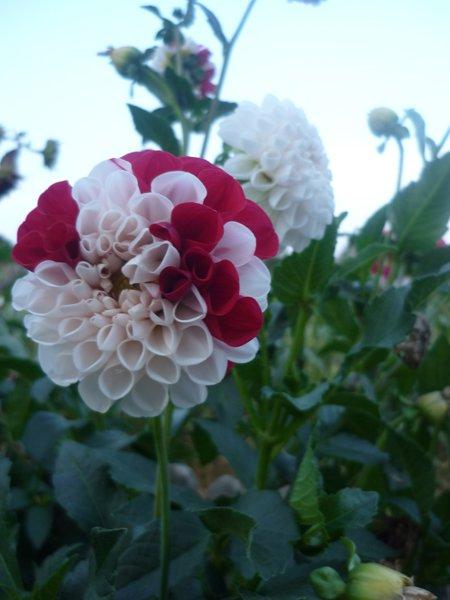 jeszcze troszkę jesieni, zdjęcie 10