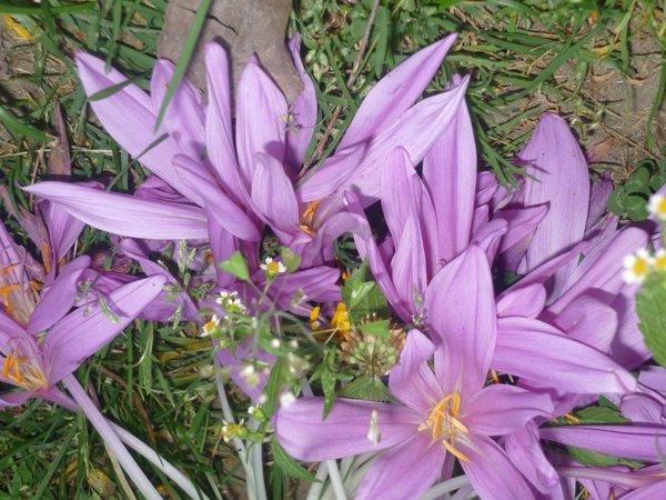 jeszcze troszkę jesieni, zdjęcie 5