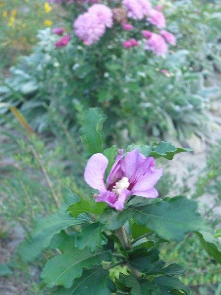 jeszcze troszkę jesieni, zdjęcie 4