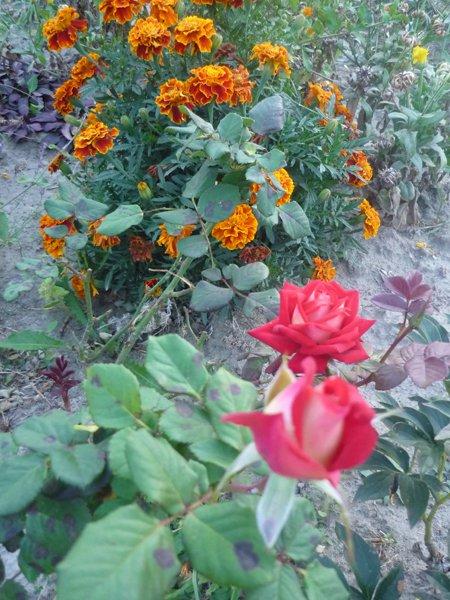 jeszcze troszkę jesieni, zdjęcie 6