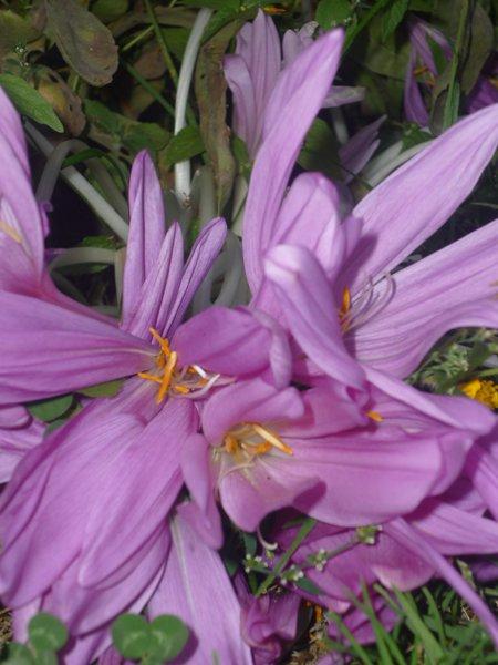 jeszcze troszkę jesieni, zdjęcie 9