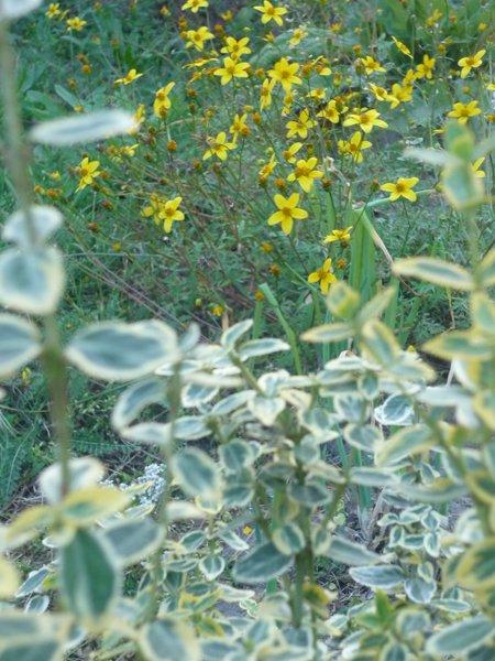 jeszcze troszkę jesieni, zdjęcie 11