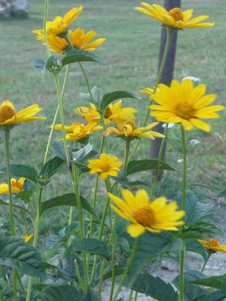 jeszcze troszkę jesieni, zdjęcie 8