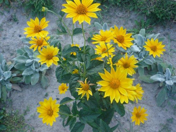 jeszcze troszkę jesieni, zdjęcie 13