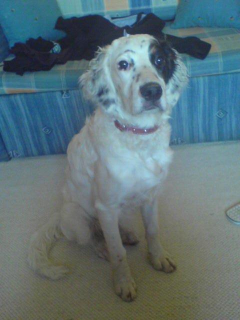 Moja seterka kocha nogi i podłogi...:), zdjęcie 6