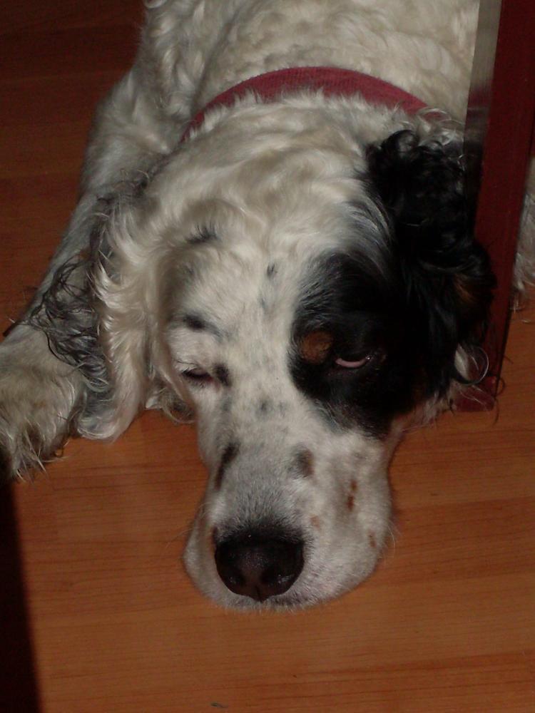 Moja seterka kocha nogi i podłogi...:), zdjęcie 3