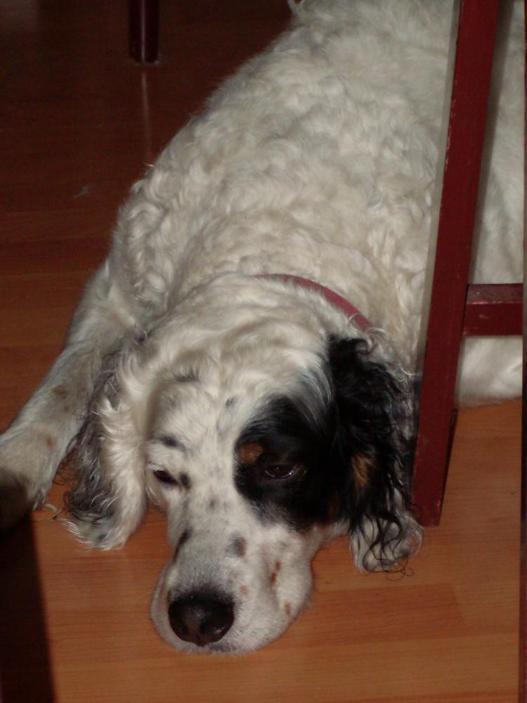 Moja seterka kocha nogi i podłogi...:), zdjęcie 4