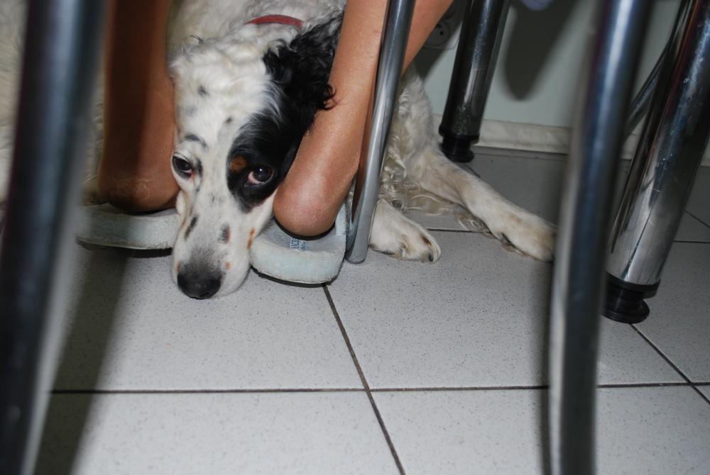 Moja seterka kocha nogi i podłogi...:), zdjęcie 2