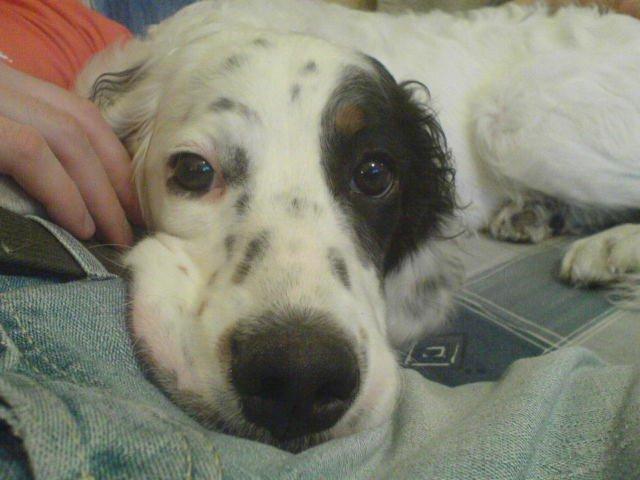 Moja seterka kocha nogi i podłogi...:), zdjęcie 7