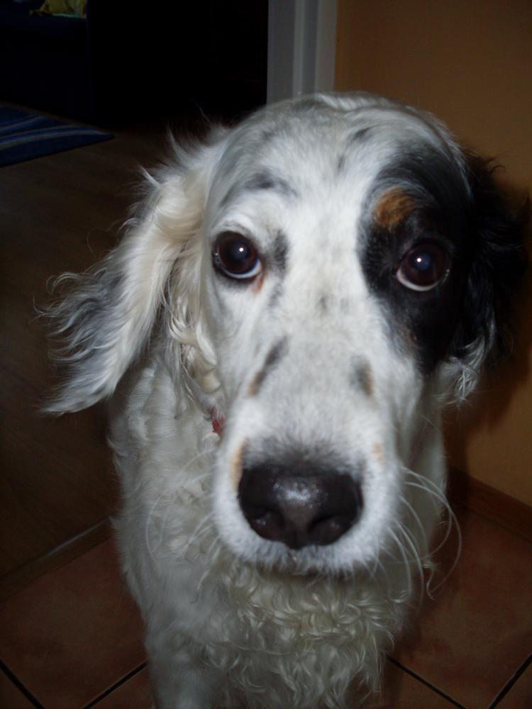 Moja seterka kocha nogi i podłogi...:), zdjęcie 5