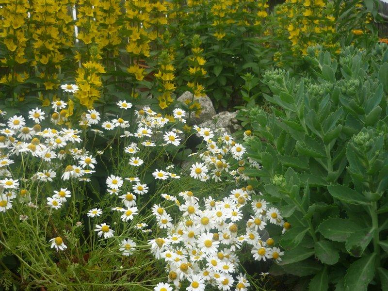 :) róże, zdjęcie 3