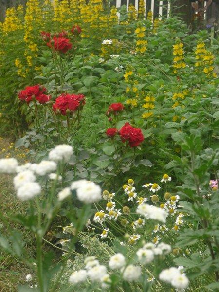 :) róże, zdjęcie 9