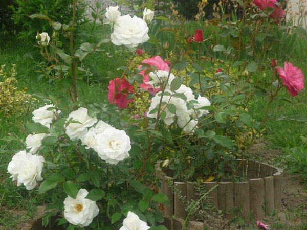 :) róże, zdjęcie 12