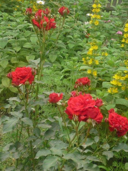 :) róże, zdjęcie 5