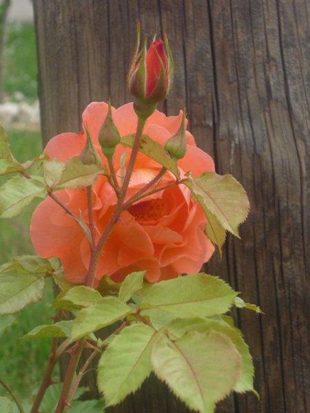 :) róże, zdjęcie 10