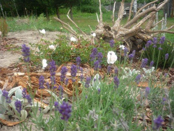 :) róże, zdjęcie 16