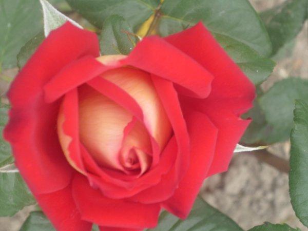 :) róże, zdjęcie 14