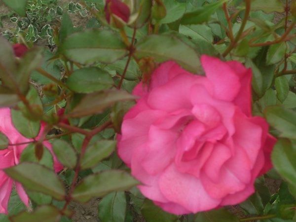 :) róże, zdjęcie 2