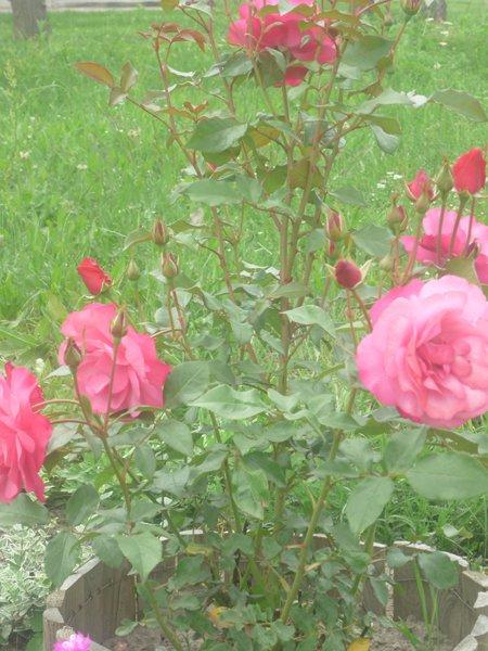 :) róże, zdjęcie 7