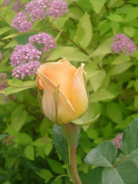 :) róże, zdjęcie 15