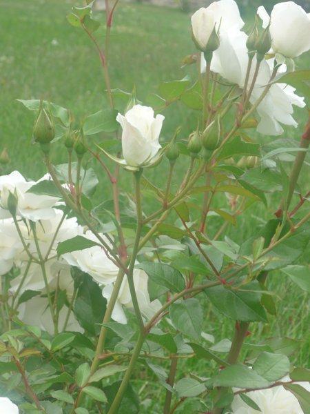 :) róże, zdjęcie 22