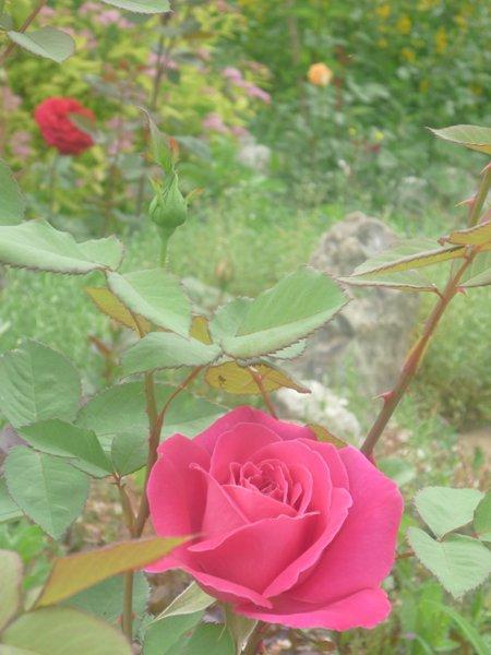 :) róże, zdjęcie 24