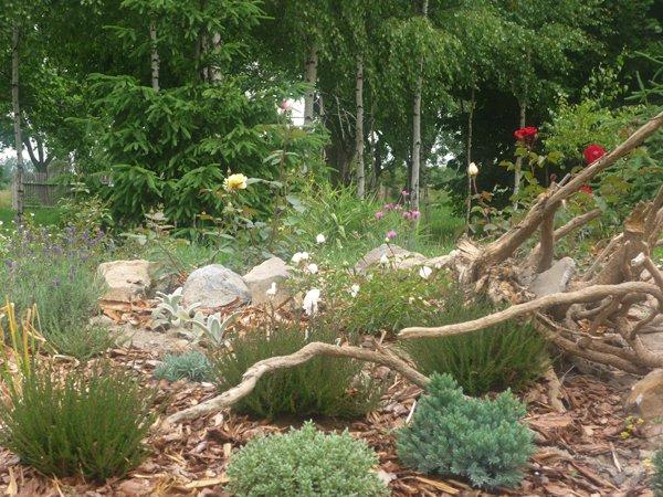 :) róże, zdjęcie 19