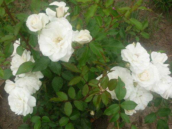 :) róże, zdjęcie 6