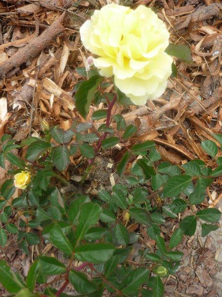 :) róże, zdjęcie 11