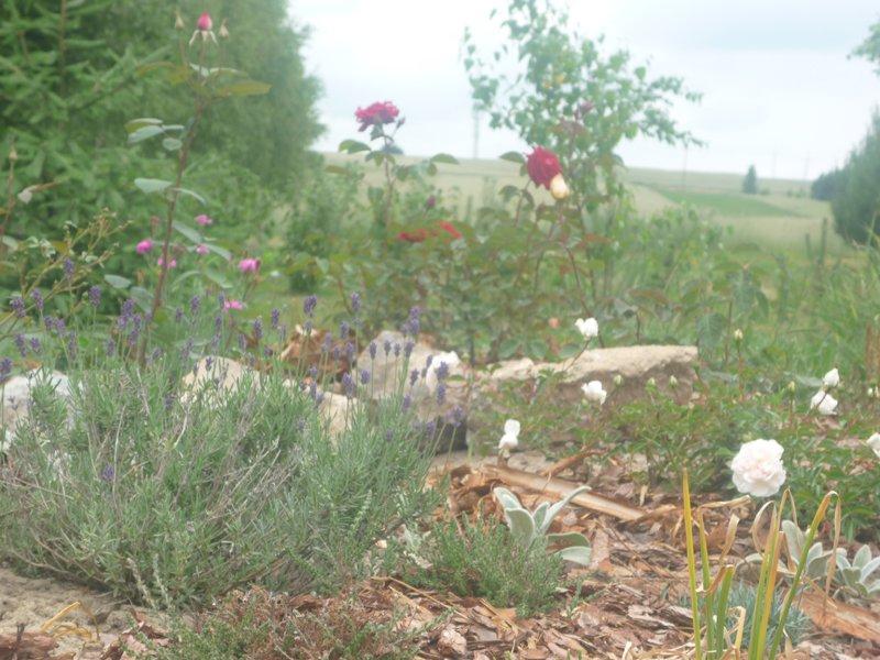 :) róże, zdjęcie 8