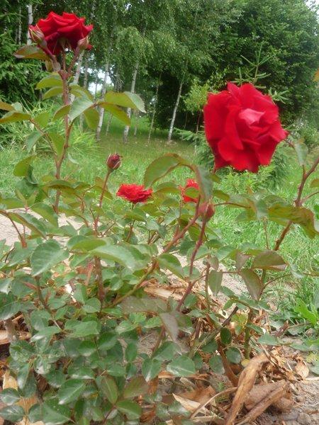 :) róże, zdjęcie 4