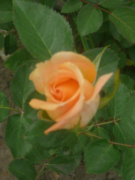 :) róże, zdjęcie 13