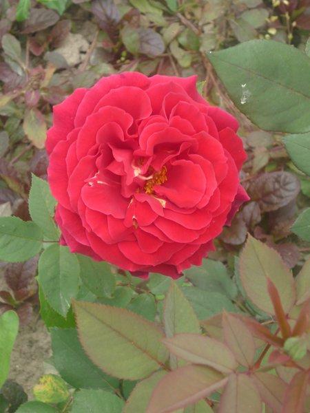 :) róże, zdjęcie 21