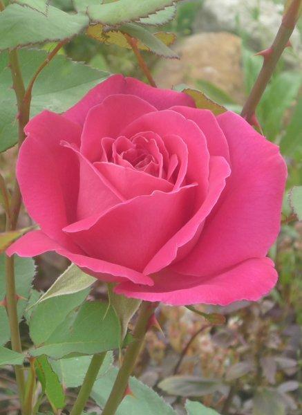 :) róże, zdjęcie 18