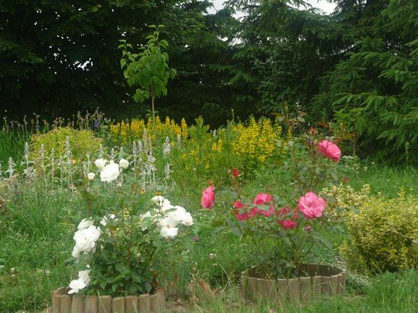 :) róże, zdjęcie 17