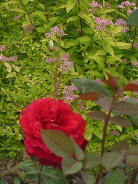 :) róże, zdjęcie 23