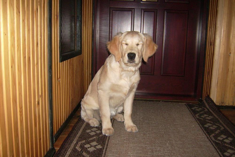 Śpioch Sabulka, zdjęcie 8