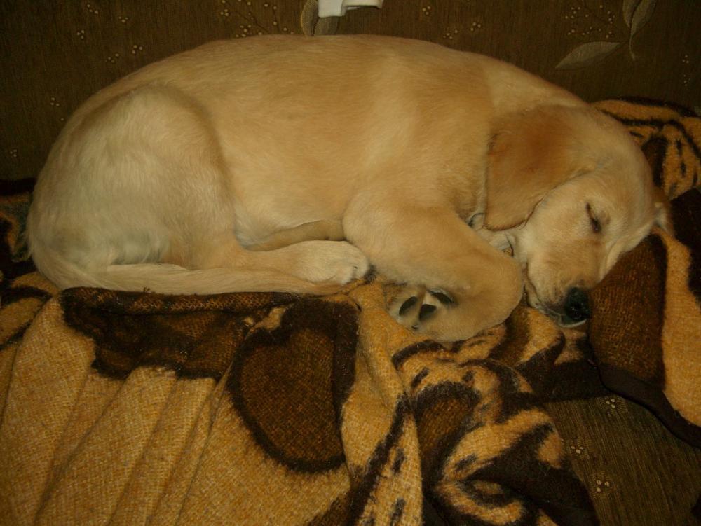 Śpioch Sabulka, zdjęcie 6