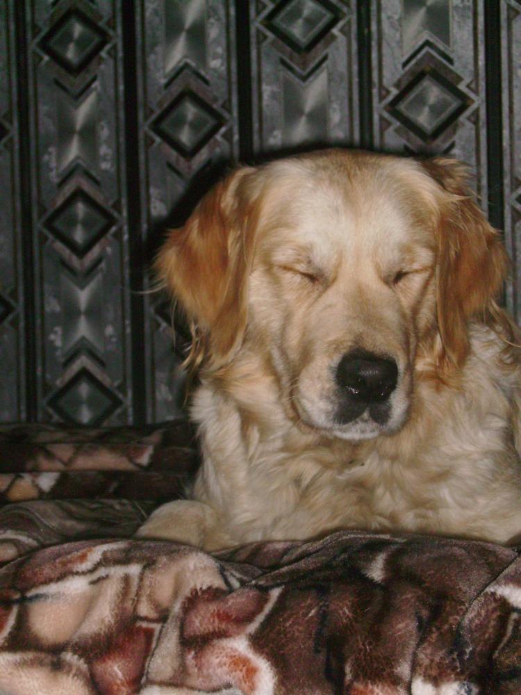 Śpioch Sabulka, zdjęcie 9