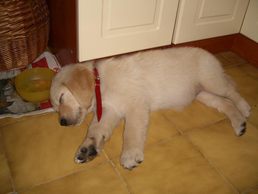 Śpioch Sabulka, zdjęcie 2