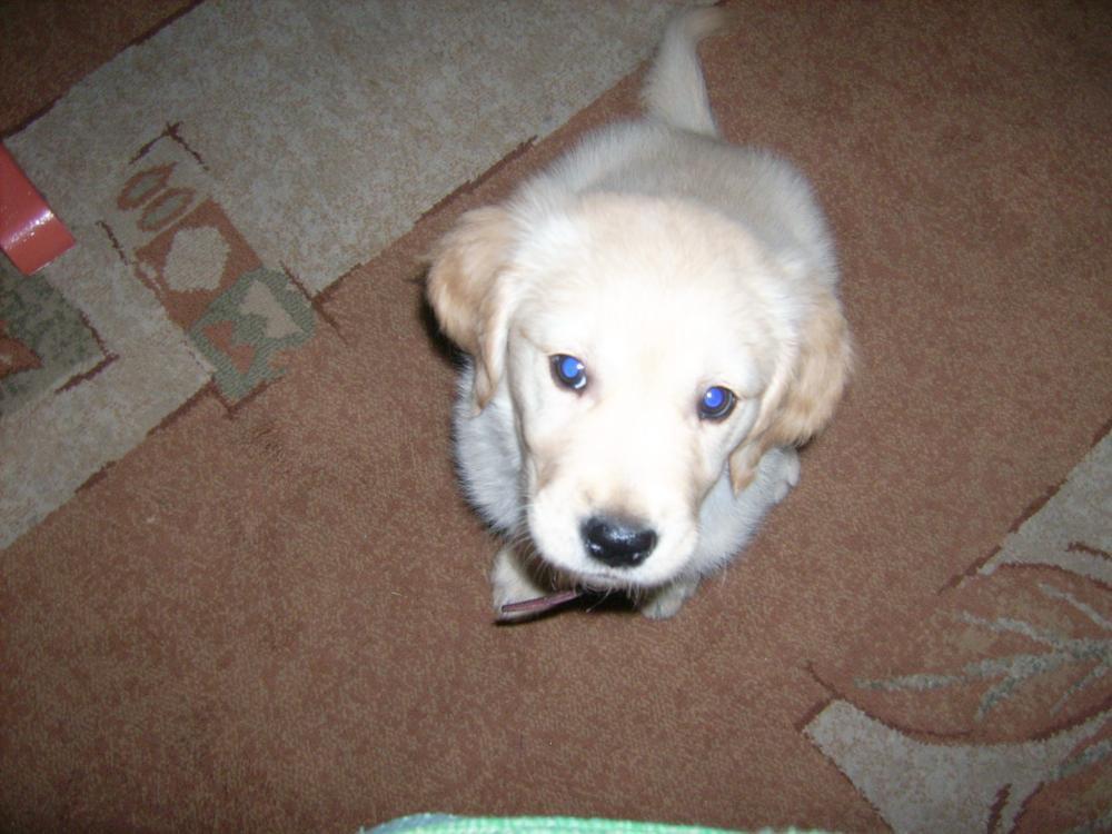 Śpioch Sabulka, zdjęcie 3