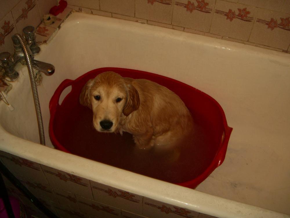 Śpioch Sabulka, zdjęcie 5