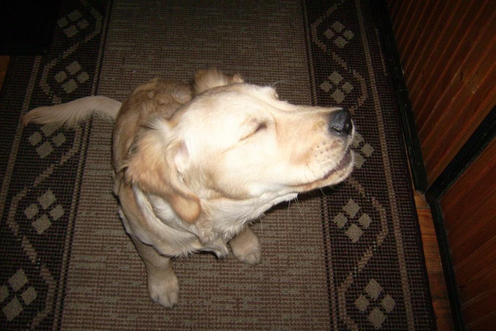 Śpioch Sabulka, zdjęcie 7