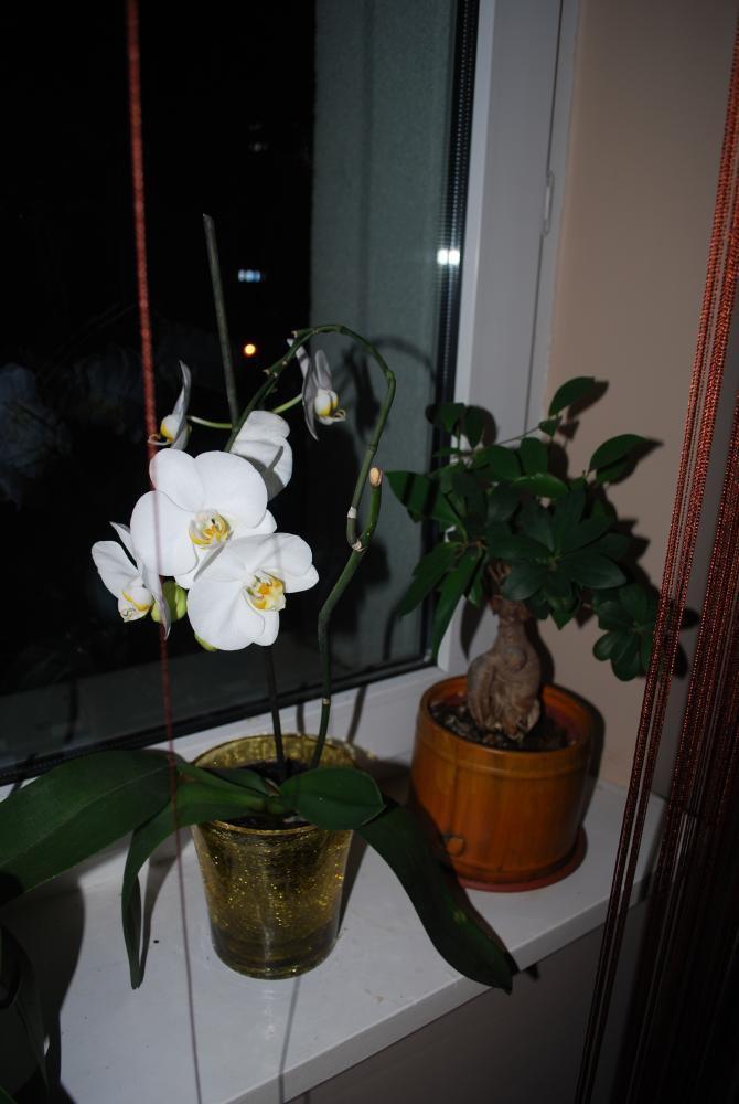 moje storczyki, zdjęcie 2