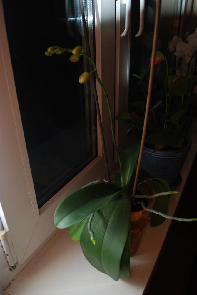 moje storczyki, zdjęcie 3