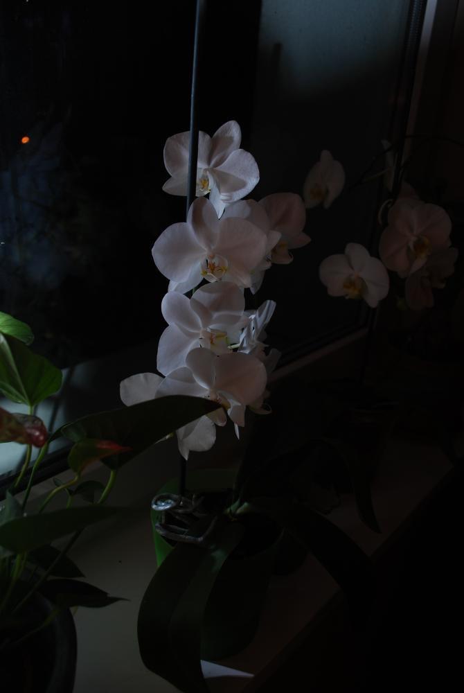 moje storczyki, zdjęcie 4