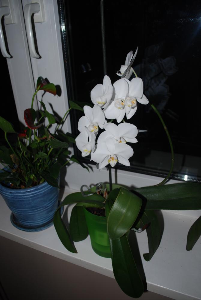 moje storczyki, zdjęcie 1