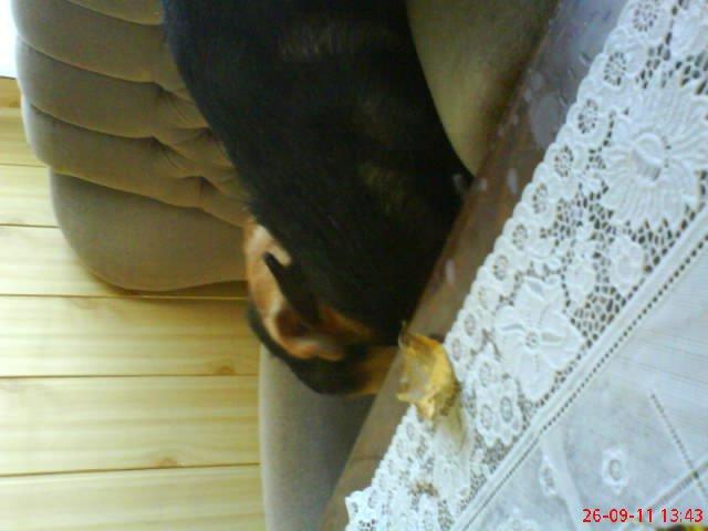 moje dwa pupile. , zdjęcie 9