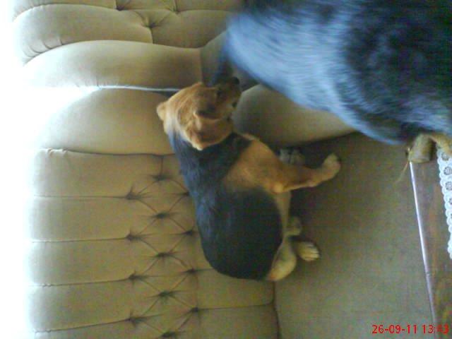 moje dwa pupile. , zdjęcie 11